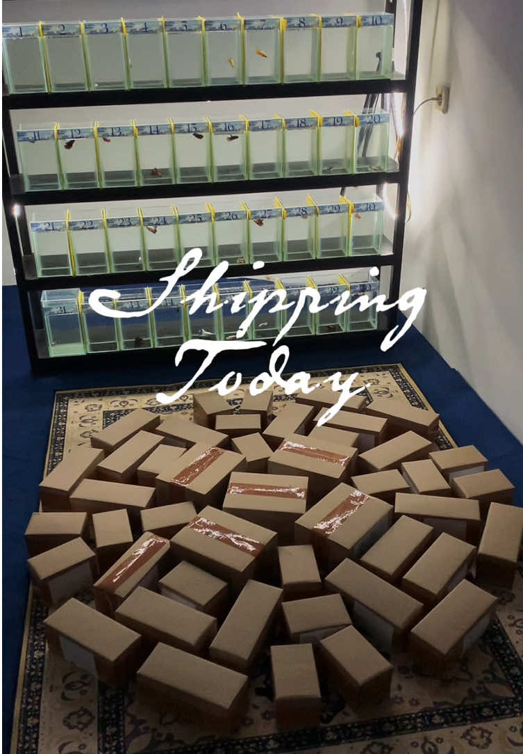 Shipping 🚚