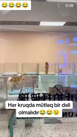 #keşfet #funny #fyp #fypシ 