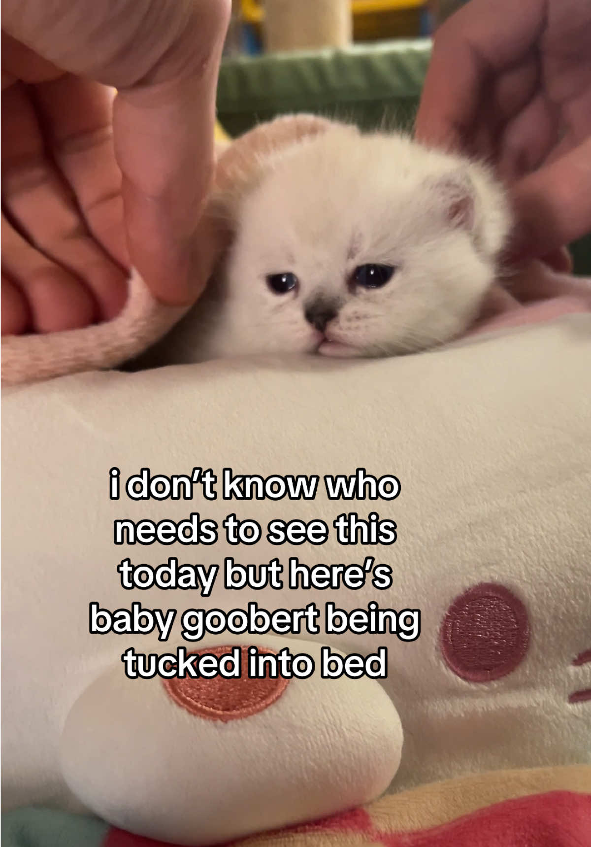 can u believe she’s such a menace now #fypppppppppppppppppppppppppppppp #doobscoobgoob #kitten 