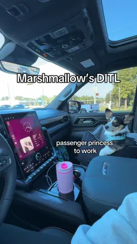 We haven’t done a DITL in awhile so here’s a short one! Update video coming on why posts have been scarce, we have a lot going on with our Emmie girl and it hasn’t been good news. We love yall thanks for sticking around for Marshie Moo and us. #morningswithmomo #marshmallow #pembrokewelshcorgipuppy #welshcorgipembroke #pembrokewelsh #corgipuppy #corgisoftiktok #tricolorcorgi 