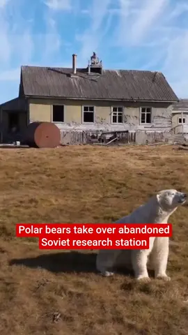 A group of polar bears have taken over an abandoned research station off Russia's far eastern coast. The animals have been intimately captured in drone footage taken by Russian traveler and photographer Vadim Makhorov. Makhorov was on a sea cruise in the Chukchi Sea with a group of tourists, when he spotted the polar bears near an abandoned building while he was filming the landscapes of Kolyuchin Island. The animals were using the building as a shelter to live and rest. #news #polarbears #russia #animals #bears