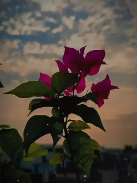 #CapCut #foryou #highlight #fyppppppppppppppppppppppp 