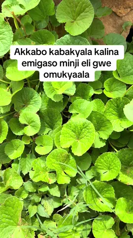 Omwana owobuwala wuliliza bulunji;#canada_life🇨🇦 #kampala_uganda🇺🇬🇺🇬🤝 #qatar #usa🇺🇸 #usa_tiktok 