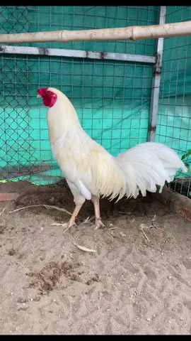 Còn 3 em  3kg hơn đang lợp lông thêm , ae xúc hết rổ tốt !  #TikTokAwardsVN2023 #xuhuong #Master2023byTikTok #CapCut 