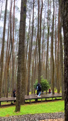 Minimal sekali liburan di hutan pinus yg asri . 𝙉𝙞𝙠𝙢𝙖𝙩𝙞 𝙡𝙞𝙗𝙪𝙧𝙖𝙣 𝙮𝙖𝙣𝙜 𝙗𝙚𝙧𝙠𝙚𝙨𝙖𝙣 𝙙𝙞𝙟𝙤𝙜𝙟𝙖 𝙗𝙚𝙧𝙨𝙖𝙢𝙖 𝙠𝙖𝙢𝙞. 𝙆𝙖𝙢𝙞 𝙈𝙚𝙡𝙖𝙮𝙖𝙣𝙞: ➡️ 𝙋𝙖𝙠𝙚𝙩 𝙒𝙞𝙨𝙖𝙩𝙖 𝙅𝙤𝙜𝙟𝙖  ➡️ 𝙎𝙚𝙬𝙖 𝙈𝙤𝙗𝙞𝙡 + 𝘿𝙧𝙞𝙫𝙚𝙧  ➡️ 𝙋𝙧𝙞𝙫𝙖𝙩𝙚 𝙏𝙧𝙞𝙥 𝙅𝙤𝙜𝙟𝙖 📩☎️ 𝙒𝘼 082138418703 #paketwisatajogja #sewamobiljogja #tripjogja #wisatajogja #hutanpinusmangunan 