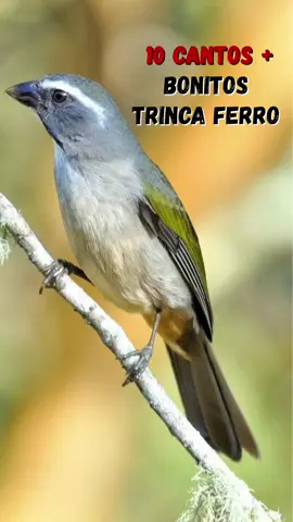#viraltiktok #fyp #passaros #aves #natureza 