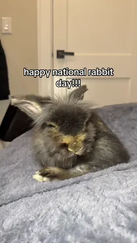 #rabbit 