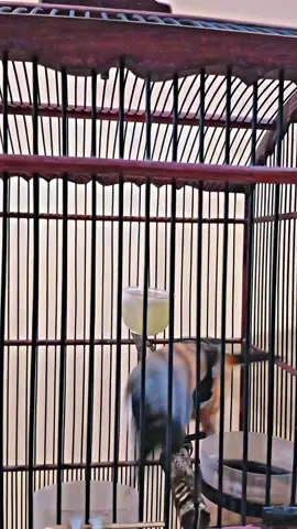 manok edan #cendetmaniaindonesia #kicaumania #cendet 