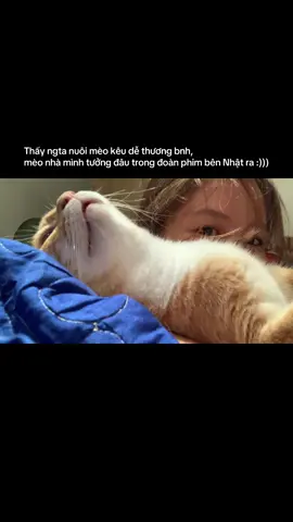 Tiếng mèo kêu cực sẽ #meo #lofi #chill #abcxyz 