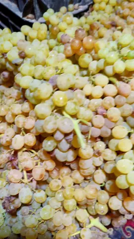 میست لیګډ انګور