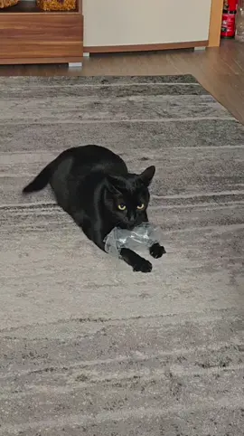 i think she likes the bag 🤣#catvideo #funnycat #cats 
