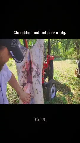 Slaughter and butcher a pig. #pig #Vlog #butcher #preparing #pig 