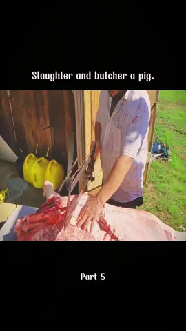 Slaughter and butcher a pig. #pig #Vlog #butcher #preparing #pig 