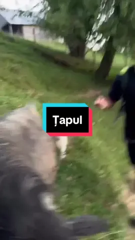 Mă simt ca acasă aici 🤗#nealeon❤️🙏 #romania 