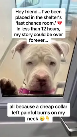 I couldn’t walk away from Daisy. She lay in the shelter’s “last chance room”… skin raw, body trembling. People whispered: “Too far gone. Not worth saving.” 💔 I signed the papers anyway. No plan. No gear. Just a broken soul who deserved love. The first nights were brutal. She scratched until she bled, covered in sores, eyes pleading for relief. The vet told me: neglect + chemicals destroyed her skin — but if I acted fast, she had hope. That’s when I found BugMD Flea & Tick Concentrate. 🌿 Plant-powered & pet-safe 🚫 Wipes out fleas, ticks, mites ✨ Stops them from coming back I sprayed her bedding, blankets, even her crate. And slowly, Daisy transformed: 🌱 The scratching stopped 🌱 Her wounds began to heal 🌱 She finally slept peacefully 🌱 One morning… her tail wagged 🐾 Now Daisy isn’t just surviving — she’s thriving. Loved. Safe. 💚 Every day I think… If I’d arrived 12 hours later, she wouldn’t be here. 👉 BugMD is on Amazon (link in bio). Give your pup the relief they deserve 🙏 #BugMD #RescueDog #FleaFree #DogCare #AdoptDontShop