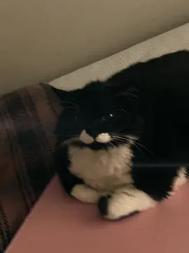 Paytak edit #kedi #keşfet #akım #CapCut 