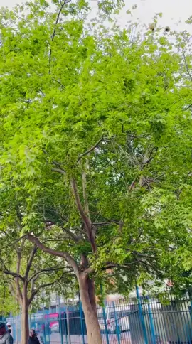 Namanje which is which??😂🤌🏽🔥🔥 Dc:Me🙋🏽🌟×@N17O🤹‍♂️🧃  #fypシ゚ #choreography #umdantso #sisterbaedancechallenge #dance @Justin99 @La Familia 🏴󠁧󠁢󠁳󠁣󠁴󠁿🐐  @Sk🤹🏽‍♂️  @Starboy justo👊🏽  @sushi.BJ  @@-Mafle'za-Omnandi🥷 