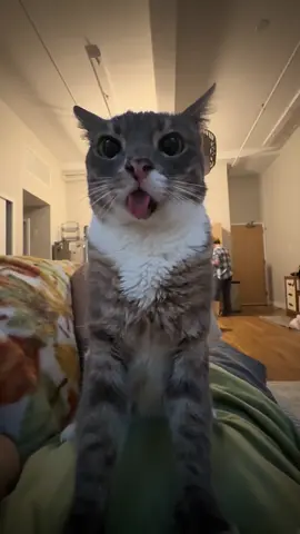 The fact that this is the audio tt automatically chose is frying me 😭 #fyp #catcontent #catsoftiktok #rigbycat #sillycat 