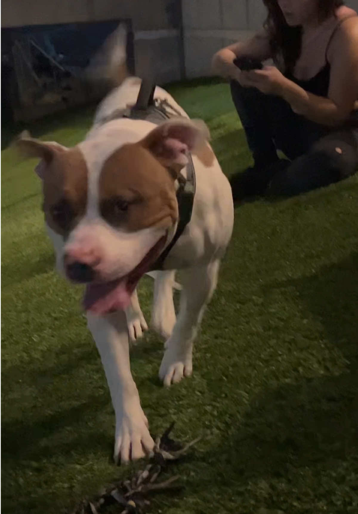 Im telling you they work! #jugbow #nightwalk #DogTraining 
