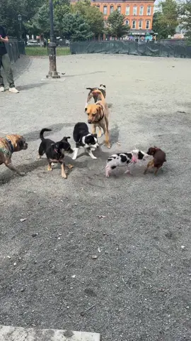 Cappy’s new friend at the dog park😭😭😭