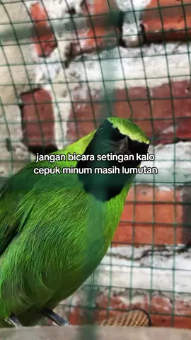 wkwkwkw😂#kicaumaniaindonesia #kicaumania #cucakijo #jamtrokmania #fypage 