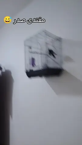 اخوان لايك ومتابعه 🌹 #العراق #بلابل_العراقيه #بلبل_عراقي_ابيض_الخدين #طيور #بلبل 