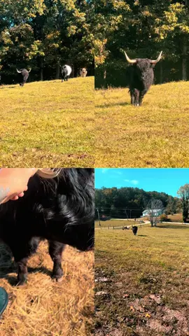 🖤🔥Thelma is a vibe #highlandcow #black #beauty #farmlife 