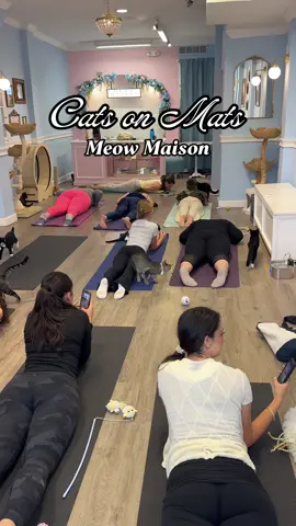 Find your calm, move mindfully, and hang out with lovable cats at Meow Maison! 🧘‍♀️🐱 Join us on October 5th for a relaxing yoga session, 🎟️ tickets on our website #catcafe #furryfriends #georgetowndc #yoga