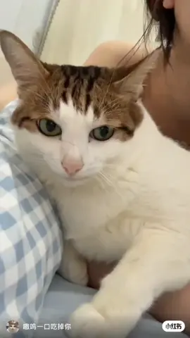 kiss uncle he meows when kisser #uncle #bao #cute #cat #fyp #fypdong 