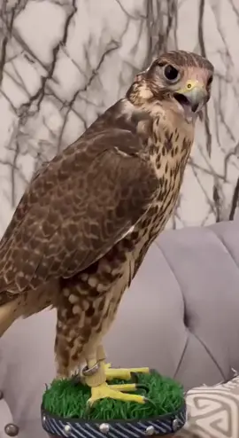 #وان قدرت اقول زينك وش كنه #متابعة #اكسبلور #بلججيك 𓅓