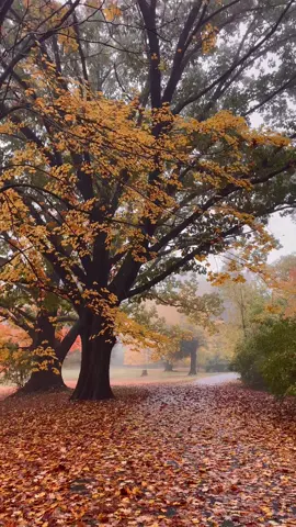 Fall & fog #fall #autumnleaves #autumn #fyp #leaves 