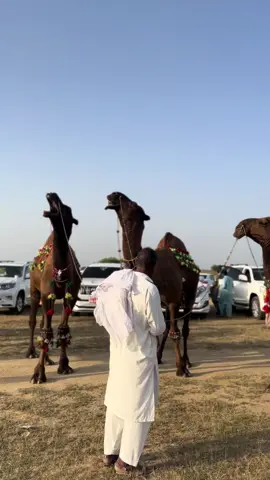 Available all kinds of car on Aone Car Home ♥️♥️🥰#mirzaasimmehmood #foryoupageofficiall #viral #wedding #chakwalian ♥️♥️♥️♥️