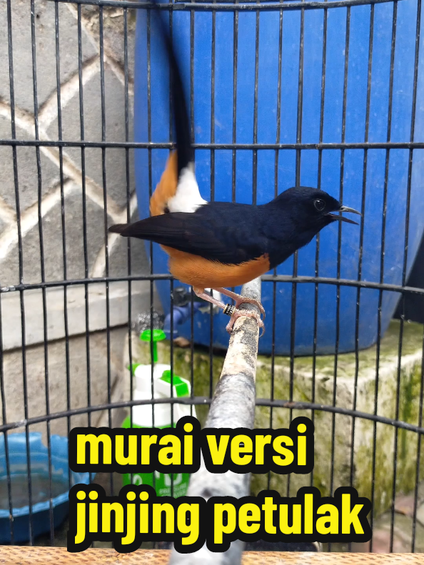 #gantanganprasasti #muraimaniaindonesia  #masteranburung 