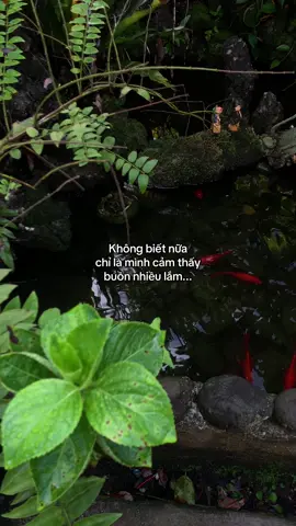 …#tamtrang #story 