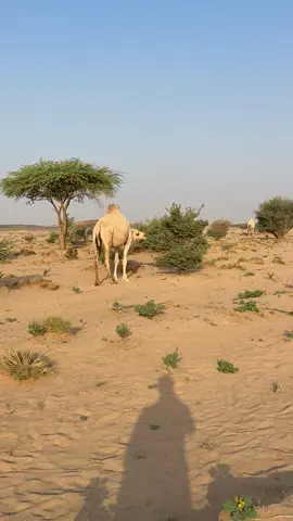 #الشعب_الصيني_ماله_حل😂😂 #سجه_البر 