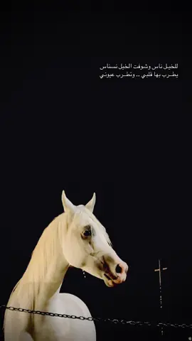 عطونا بيت شعر عن الخيل🐎❤️
