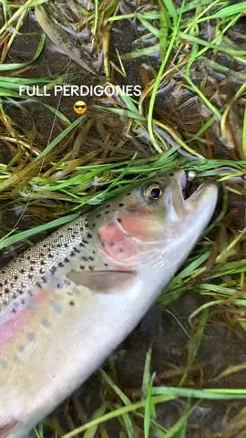 Pesca al hilo con perdigones  Estaremos toda la temporada perfeccionando esta modalidad  #flyfishing #euronymph #perdigones #pescaconmosca #trout 