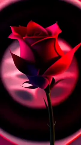 الى الروح التي ملكت قلبي