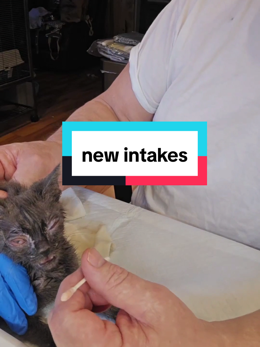 New intakes last night Follow, Like, Comment, Save, and Share #kittens #kittensoftiktok #cat #sad #wow 