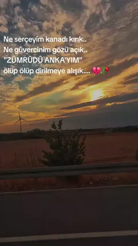 Ne serçeyim kanadı kırık.. Ne güvercinim gözü açık.. 