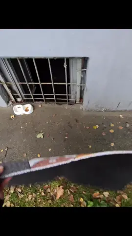Organized romantic dinner for stray cats #cat #animals #fyp #viral #trending