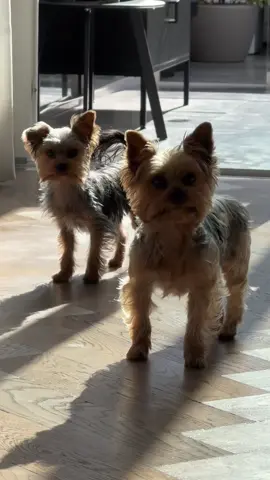 #frenkietheyorkie #poppytheyorkie #YorkshireTerrier #YorkieLove #CuteDogMoments 