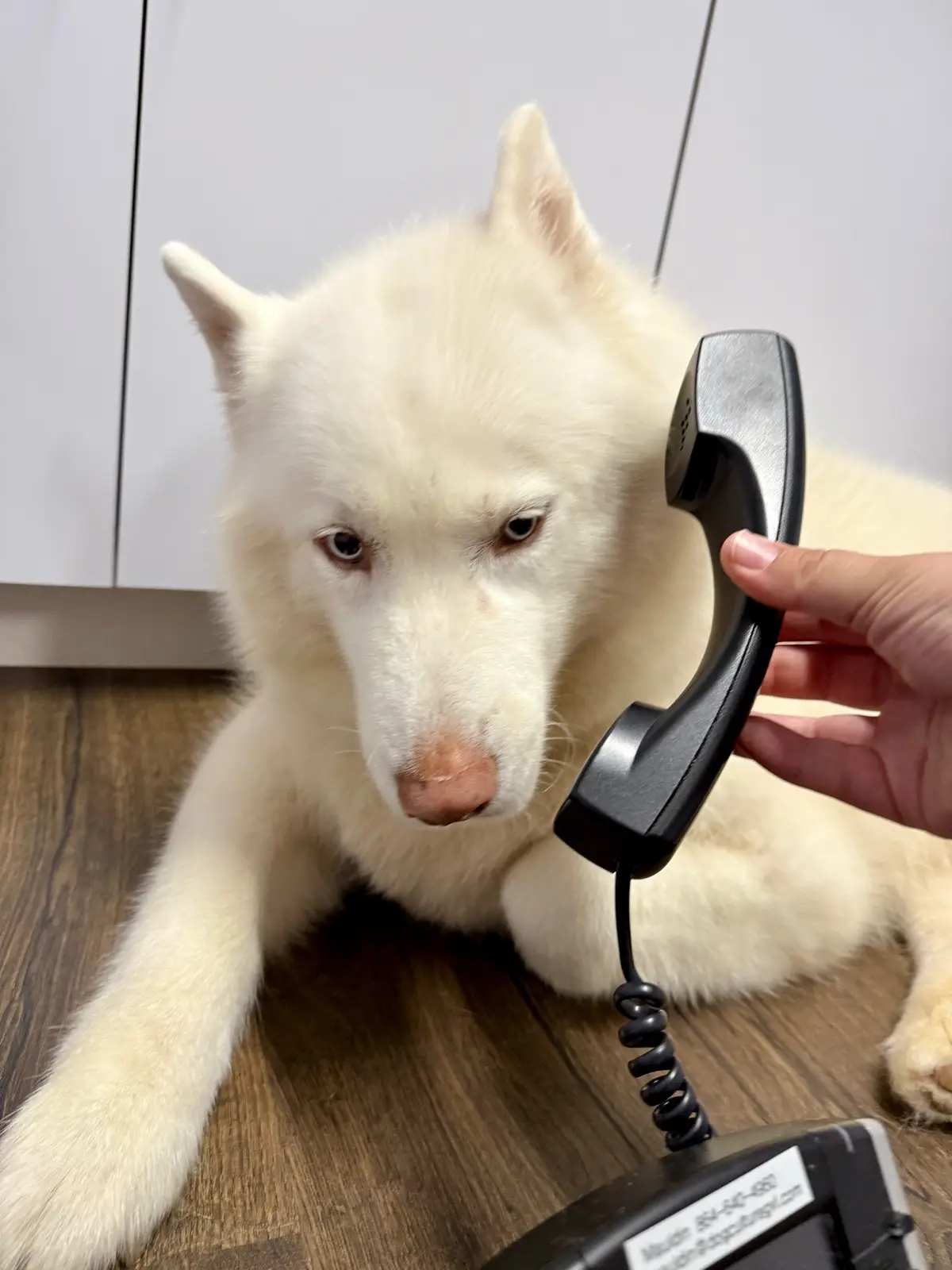 Another hard day of work at doggie daycare! #husky 