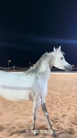 ماشاء الله تبارك الله  ٠ بنت العالمي البلاشيو الله يبارك فيها