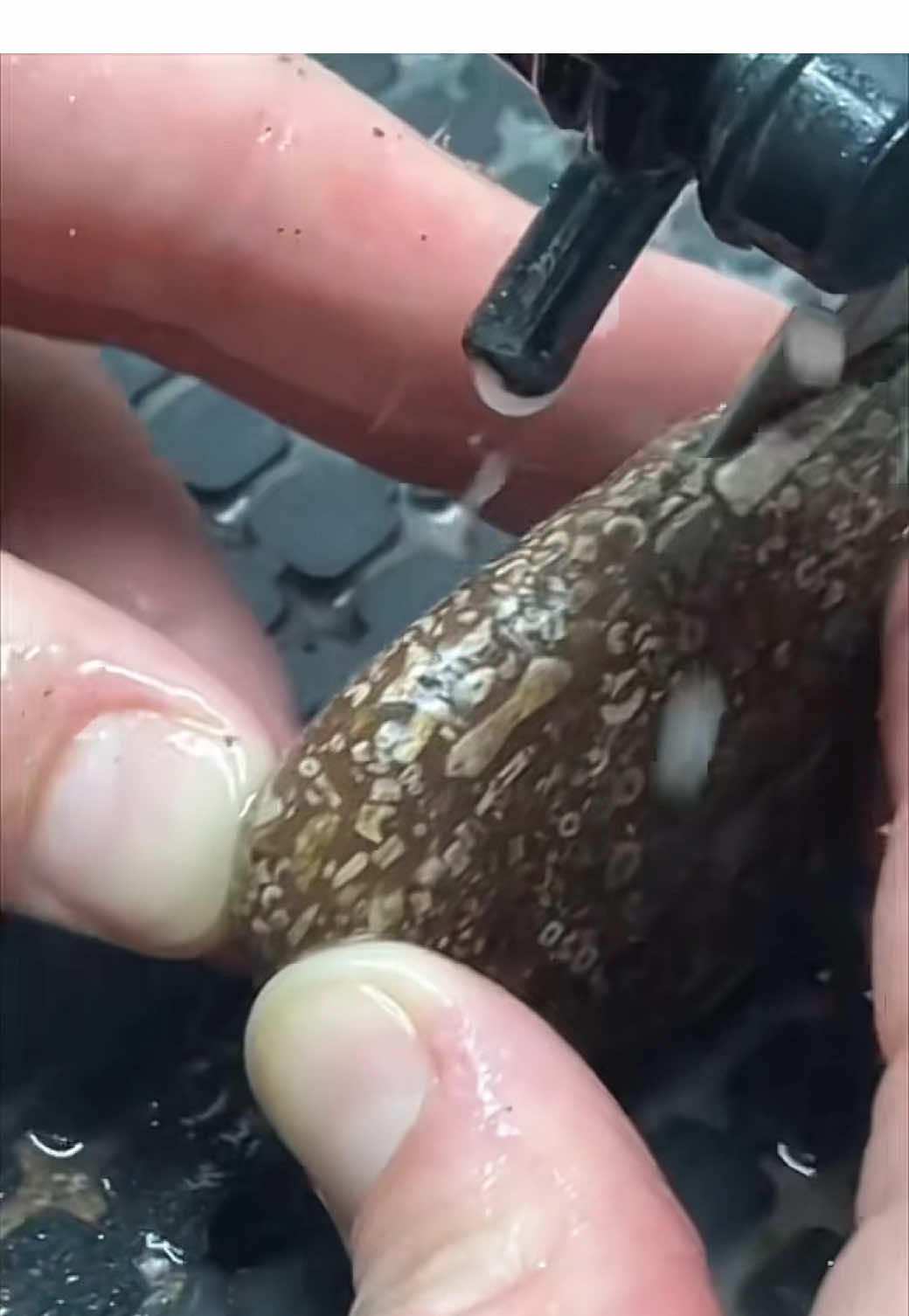 I LOVE cutting Fossil Soup 🥣 #fossil #soup #geology