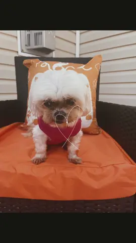 Zen and Zuri enjoying the outdoors. #dogsofttiktok #cutedog #Outdoors #fypシ゚viral #fallvibes 