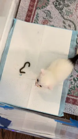 Gemma is feeling like a big girl today!!! She ate by herself AND had a big poop!! We are going to see the vet later for a check up and pick up her 2 siblings who have been getting tube fed 🥺 They are doing so much better and are ready to be reunited with the family ❤️  Please get your pets fixed and always adopt instead of buying from breeders so more lives like these can be saved 🙏🏻  #animalrescue #adoptdontshop #shelterpets #spayandneuter #fosterkittens 