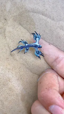 #beachvibes #venomous #alien #fish 