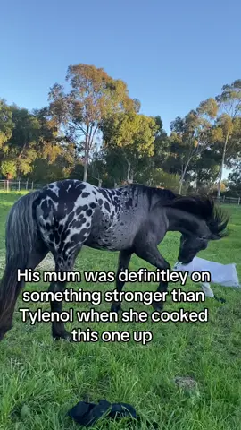 The vet said he’d grow out of it… but he didn’t 🤣 This is why Noodle inherited his nickname #funny #equestrian #uniquehorse #australia #fyp 