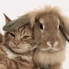 Fav animal duo oat #bunnies #cats #bunniesandcats#targetaudience #fyp 